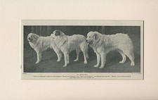 PYRENEAN MOUNTAIN DOG THREE NAMED DOGS OLD 1930'S PRINT MOUNTED READY TO FRAME