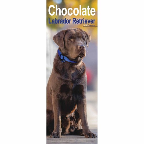 Chocolate labrador retriever - chocolate,