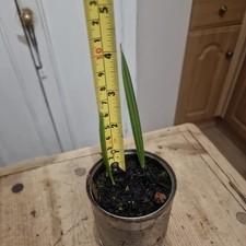 Medjool Date Palm Tree x2