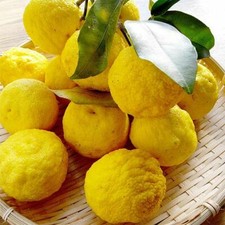 Suttons Yuzu Cirus Plant