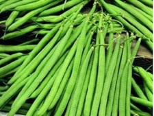12  X  Dwarf French Bean