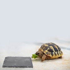  2 Pcs Basking Platform Turtle