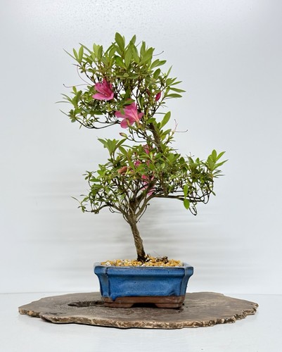 Way life bonsai - of,
