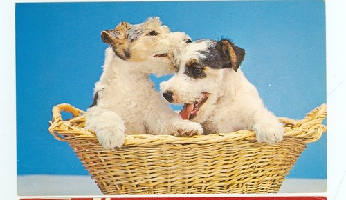 Dog wire fox terrier - dog-wire,