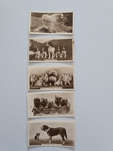 Animal studies cards issued - 22,