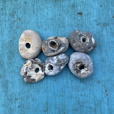 Six  medium sized Natural Hag