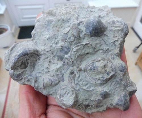 Fossil brachiopods etc - fossil,