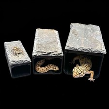 Natural Slate Roof Reptile