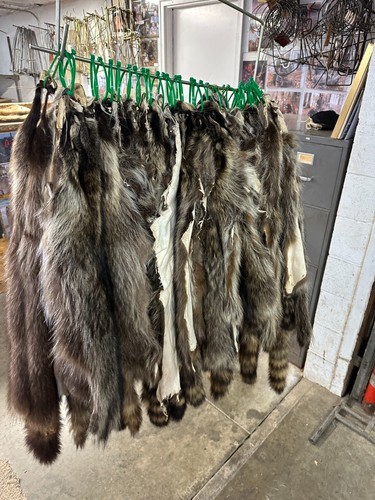 Tanned raccoon hide - tanned,