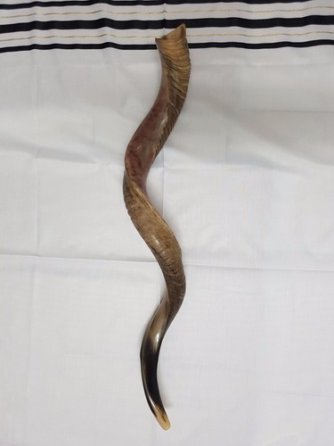 Kudu yemenite shofar - kudu,