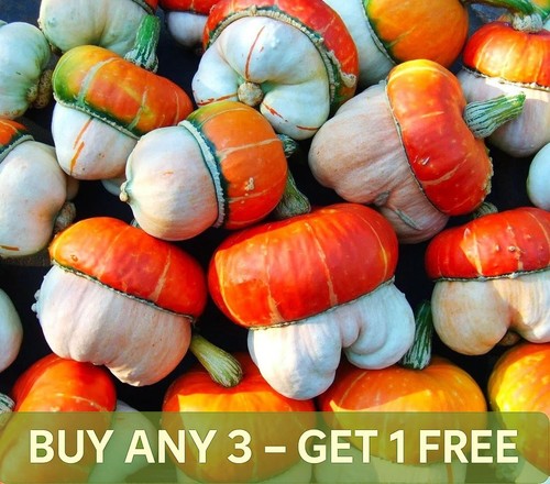 Cucurbita seeds turkish turban - cucurbita,