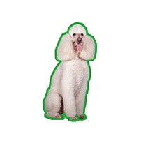 2 X WHITE POODLE AIR