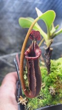 Nepenthes Lowii "murud" , sale