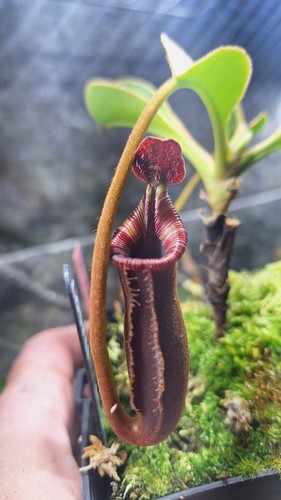 Nepenthes lowii murud - nepenthes, ,