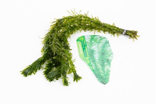 Elodea densa 10 - densa, x