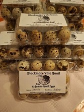 24 Shorter Dated Jumbo Quail Eating Eggs.Perfect for Pickling.Limited Time.