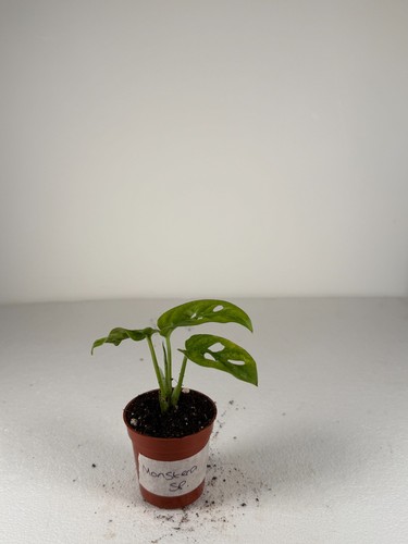 Monstera monkey mask - monstera,