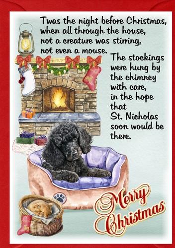 Poodle dog - poodle,