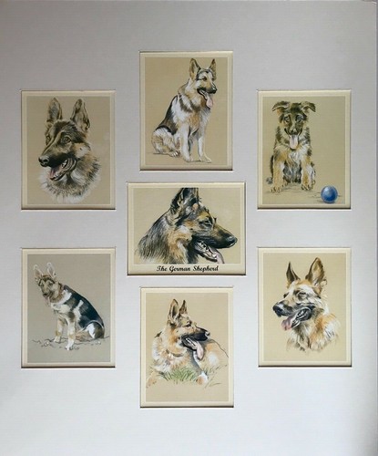 The german shepherd man - shepherd, best