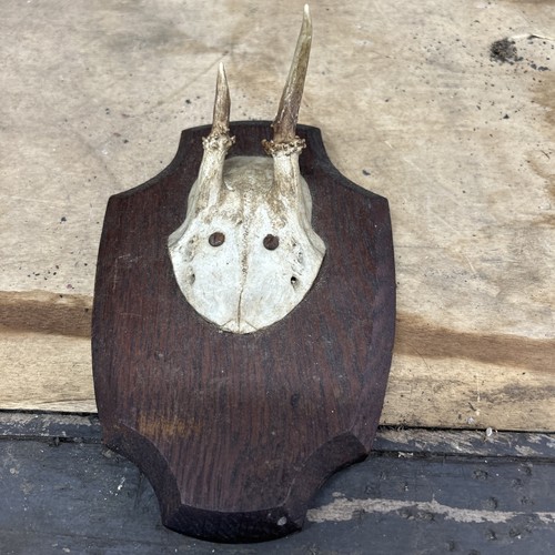 Wall mounted small horns - wall,