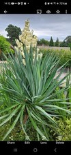 Yucca Rostrata 130cm (Pick up