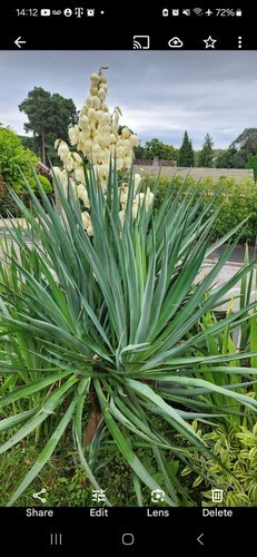 Yucca rostrata 130cm - yucca,