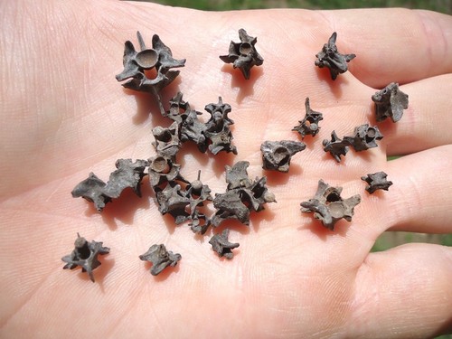 Uncommon snake vertebrae - 25,