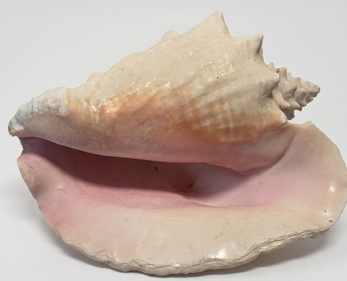 Large horned queen conch - large,
