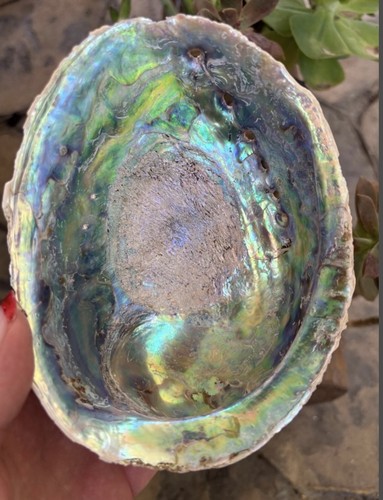 Giant paua shell new - giant,