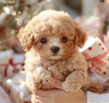 AI Robot Dog,Nicco-My