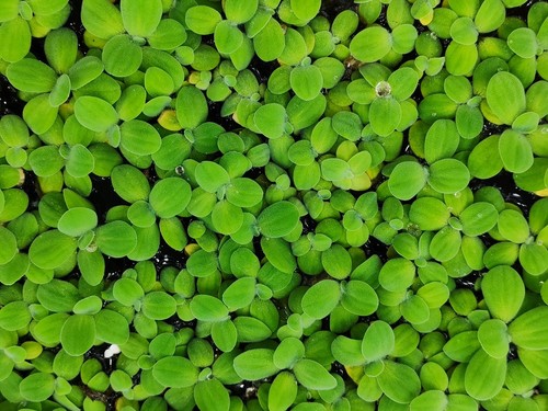 Premium dwarf water lettuce - premium,
