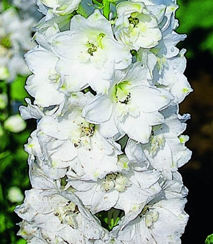 Large delphinium magic - large,