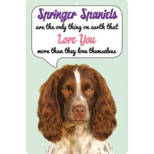 English Springer Spaniel dog