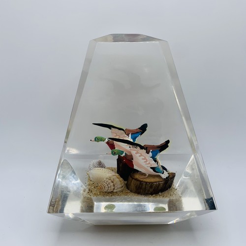 Alessandro albrizzi wild duck - alessandro,