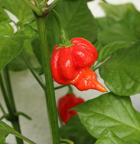 Capsicum chilli pepper - 5,