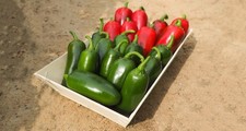 Chilli Pepper Jalapeno Plug