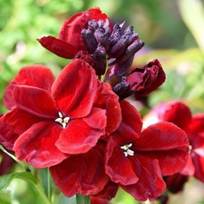Bare Root Wallflowers 10 x Purple Shades - Scented Erysimum for Planting Now