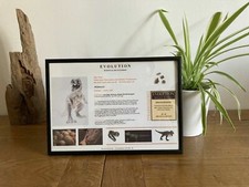 Dinosaur bone rex - dinosaur, t-rex