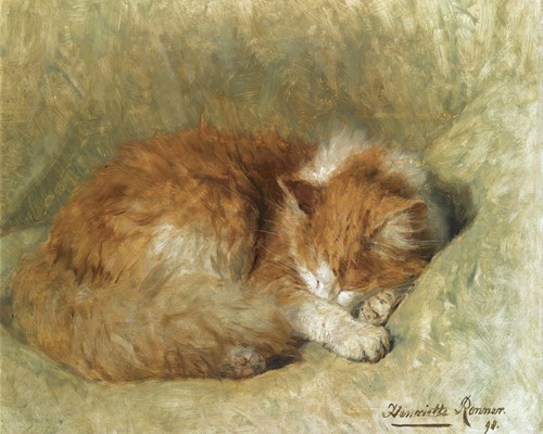 Sleeping cat henriette - cat,
