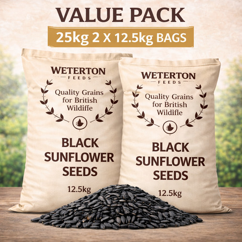 Black sunflower seeds x - sunflower, (2