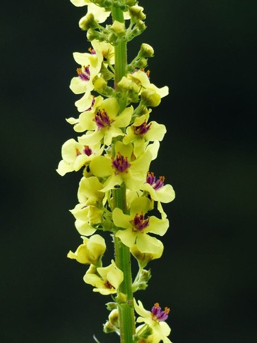 Verbascum thapsus great - verbascum,