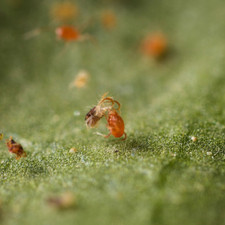 Dragonfli spider mite control - dragonfli,