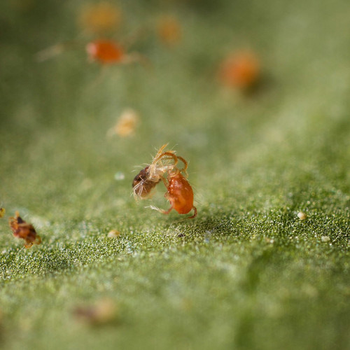 Dragonfli spider mite control - mite,