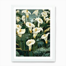 White Calla Lilies 1 Art Print