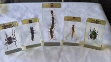 National Geographic Real Life Bugs In Resin x 5 insects #2