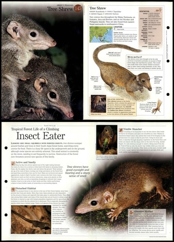 Tree shrew 145 mammals - shrew,