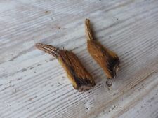 Pair of Muntjac Deer Antlers Taxidermy Any Crafts Projects Collector VV-06