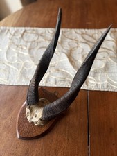 Taxidermy  Bushbuck Antelope