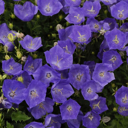 Campanula pearl deep blue - campanula,
