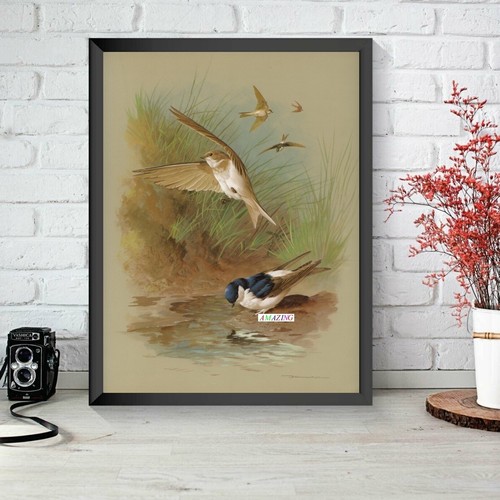 Basil ede british birds of - basil,